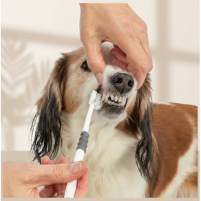 Trixie Dental Care Escova de Cabeça Tripla para Cães e Gatos